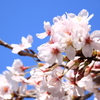 桜の花びらたち