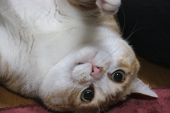 フニャ！？