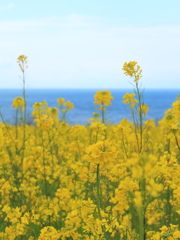 菜の花フェスタ