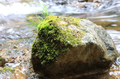 男池湧水群　名水の滝　005
