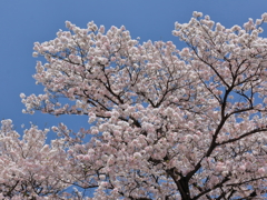 SAKURA 001