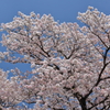 SAKURA 001