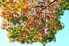 紅葉を見に行こうよ！