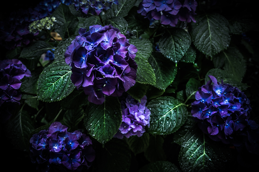 四葩の花