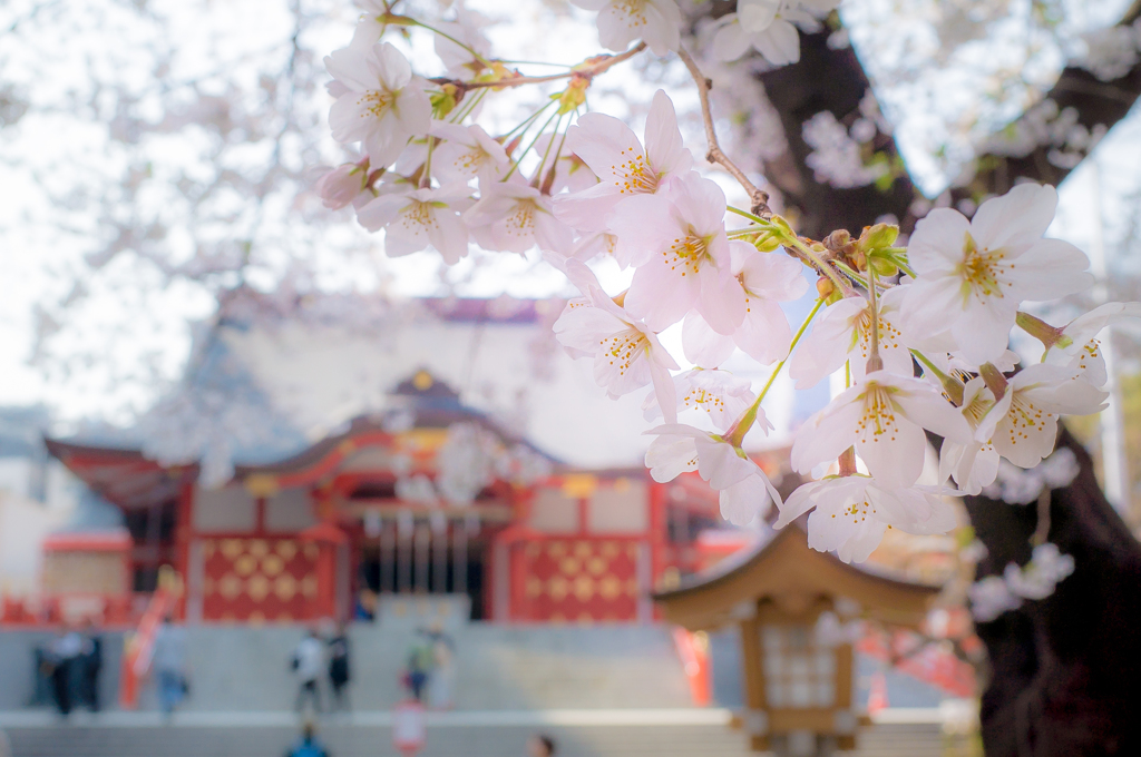 花園神社に桜咲く