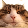 猫富士
