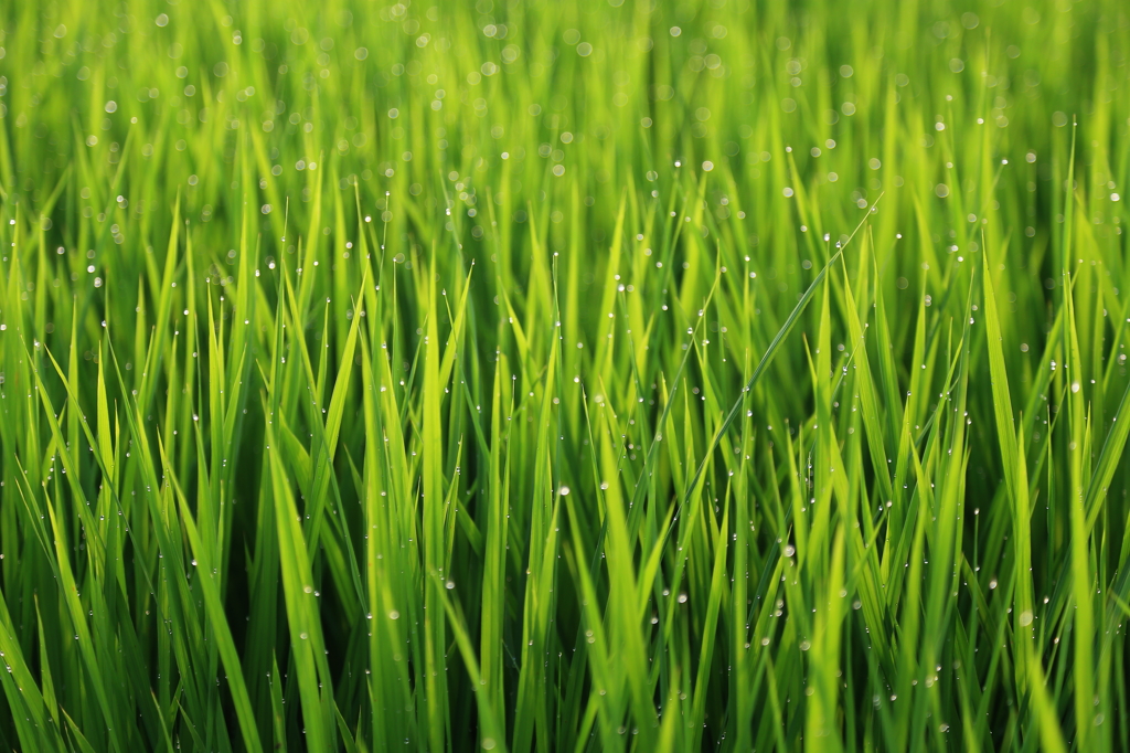 the dew