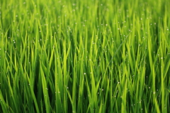 the dew