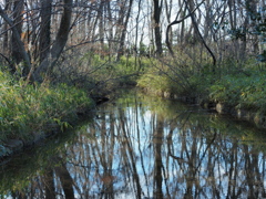 森の水路