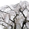 多摩桜