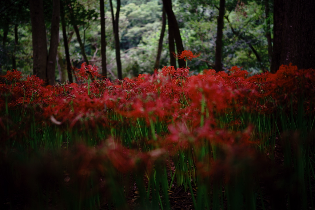 林の中で（SONY)