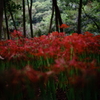 林の中で（SONY)