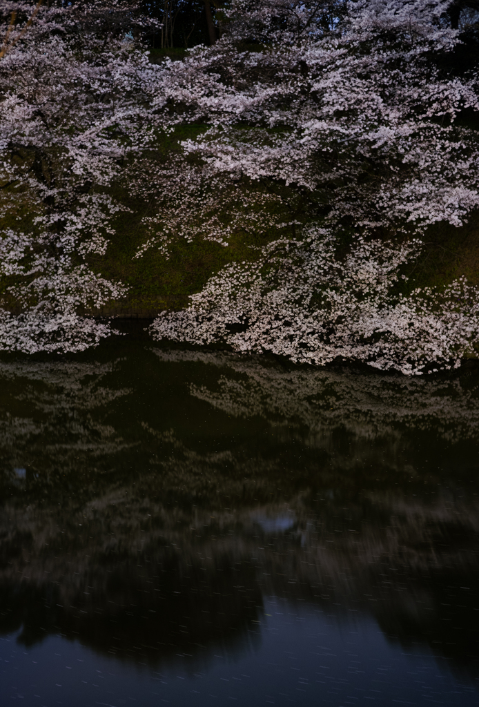 千鳥ヶ淵咲いてました