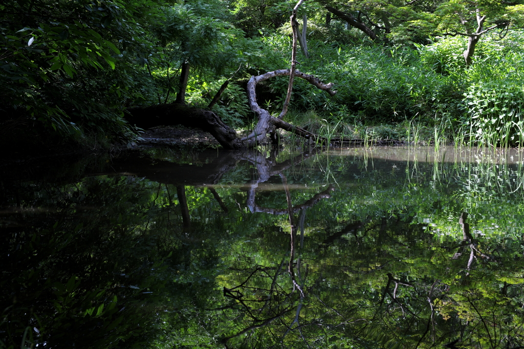 新宿の森