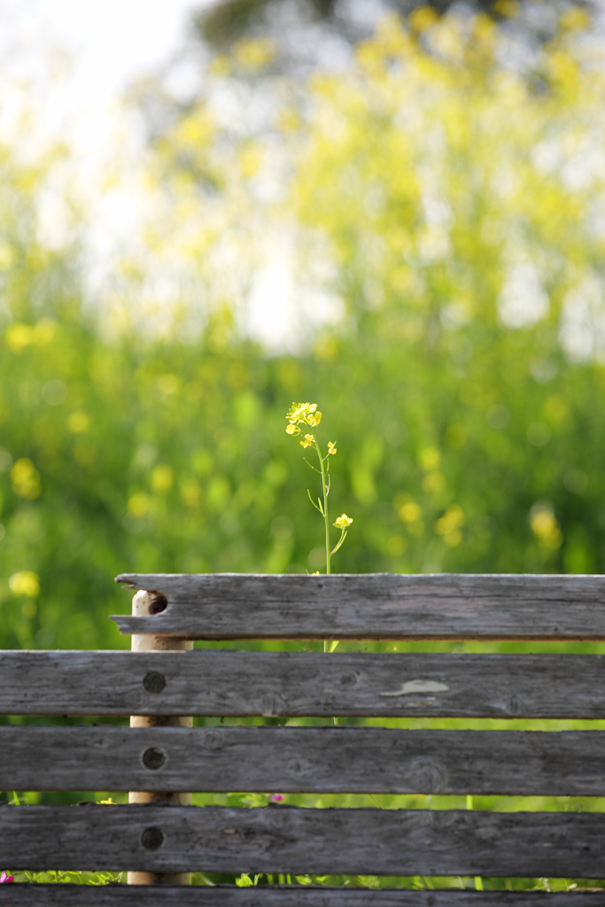 花は不朽