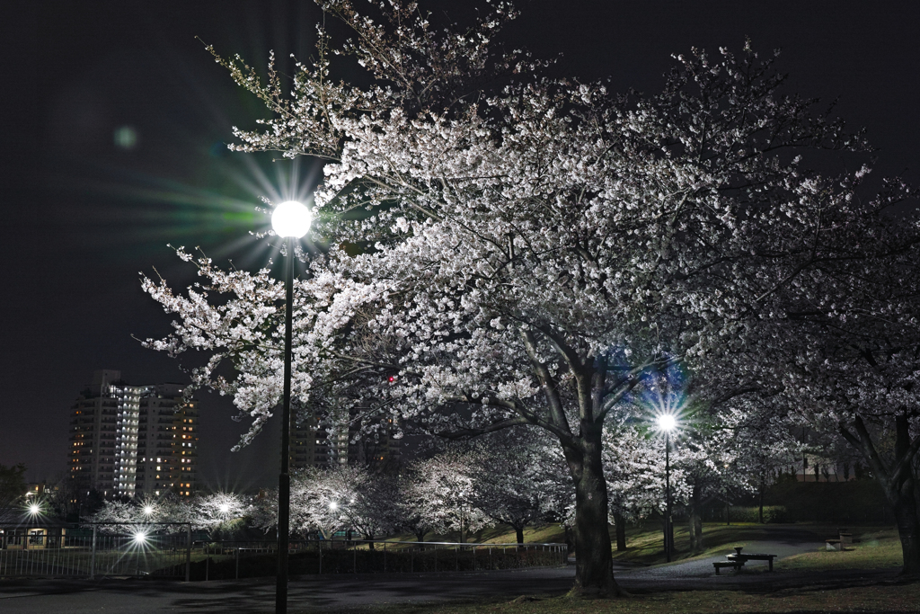 開花都市