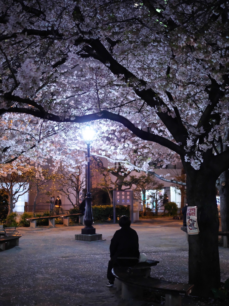 一人夜桜