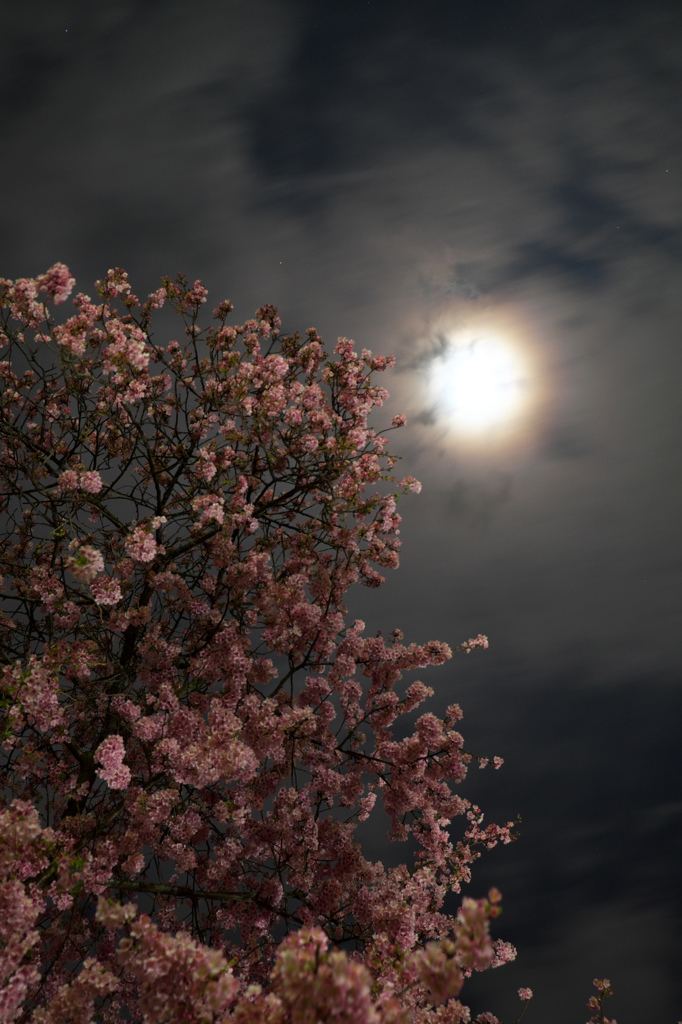 そびえる桜