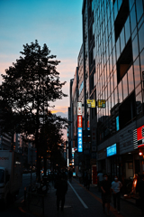 街の野性