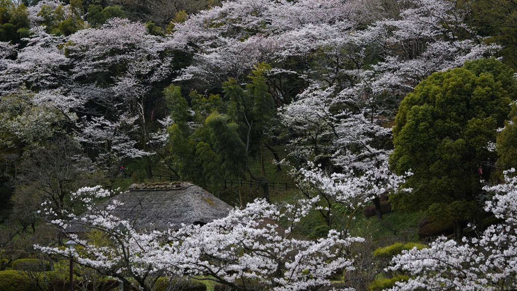 公園の景色
