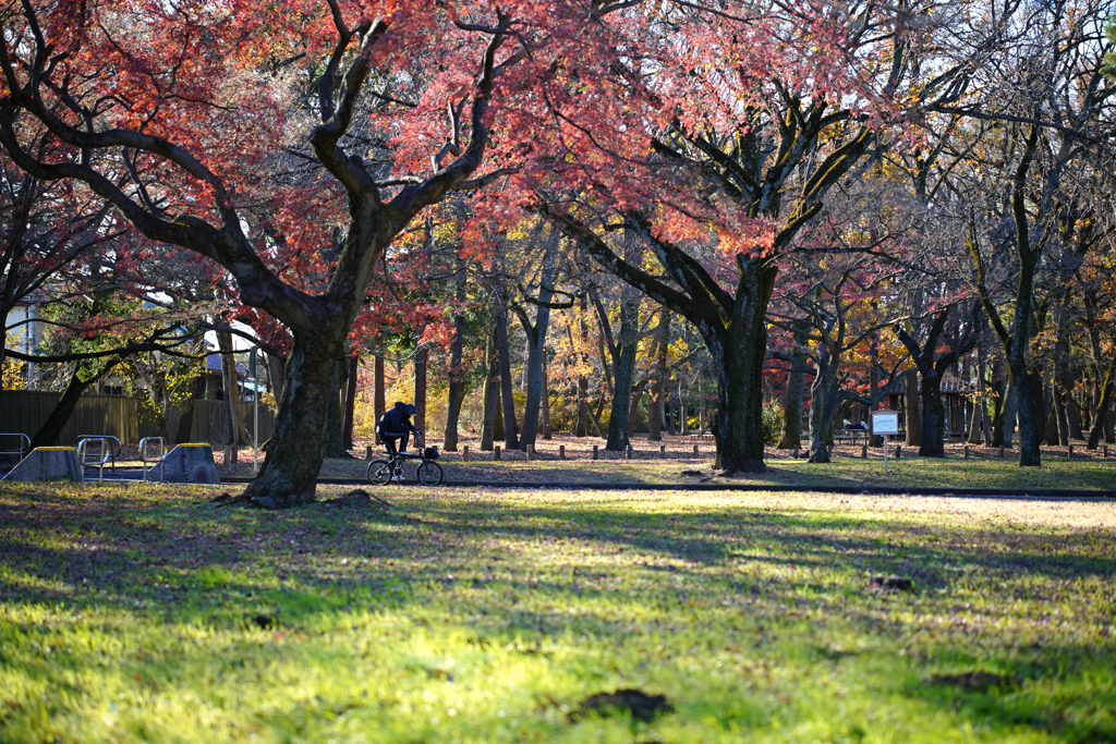 冬枯間近の公園で
