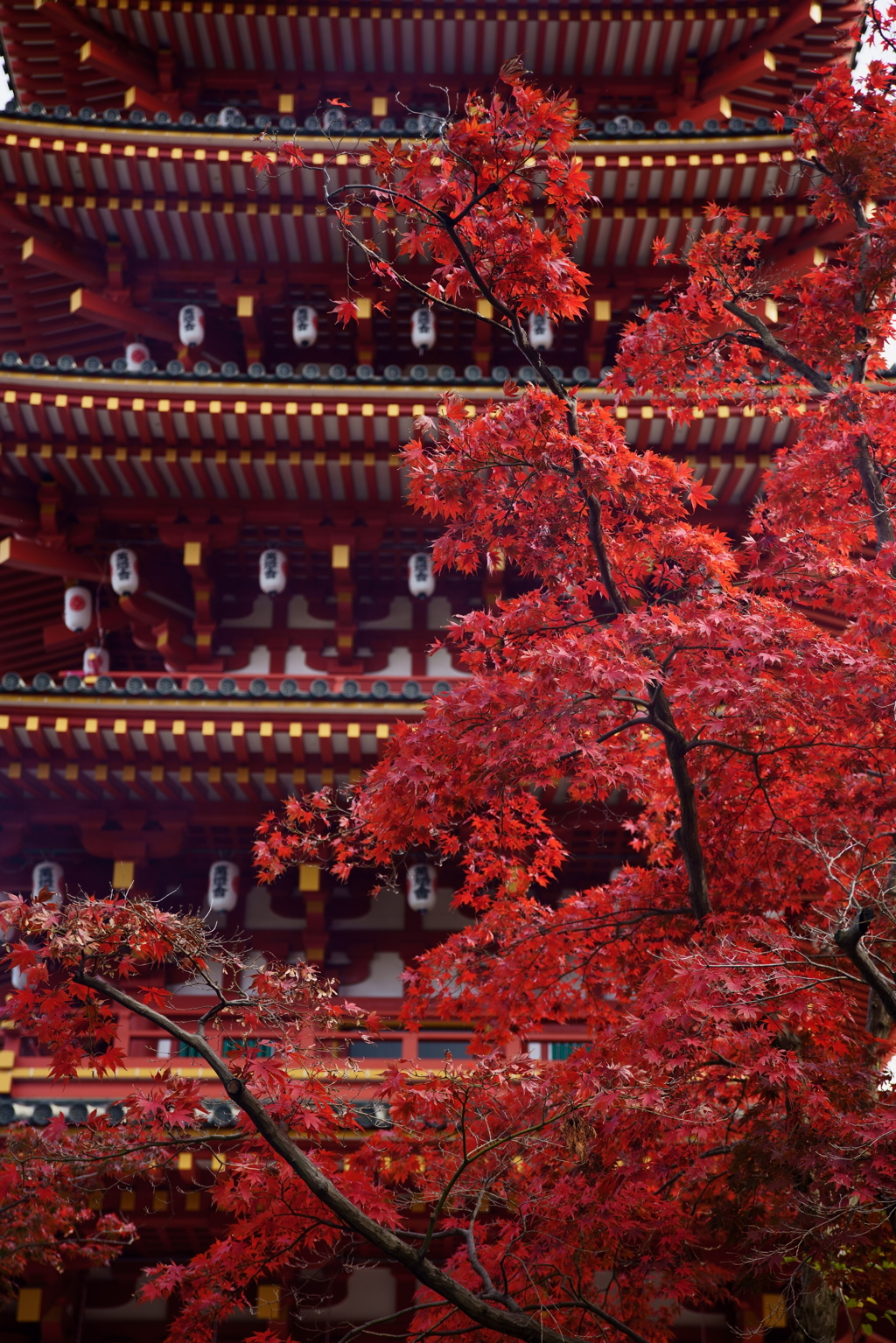 赤々_α７Ｒ（Ｄ）