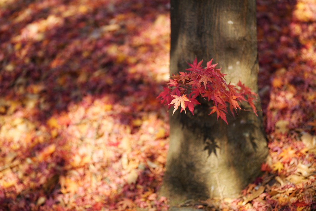 今年の紅葉納めはご近所で