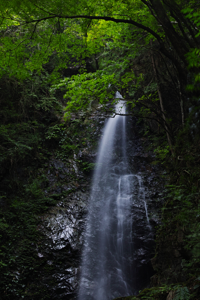 だいたい40mmあたりでレンズ対決　24-70Art