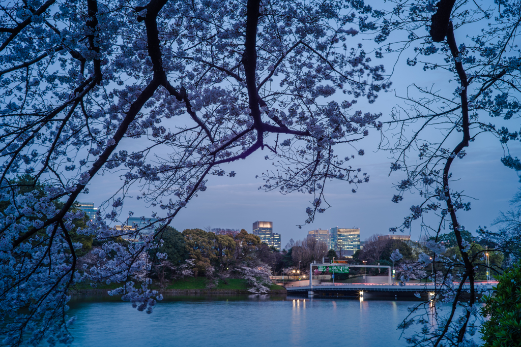 桜の夕暮れ