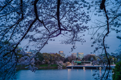 桜の夕暮れ