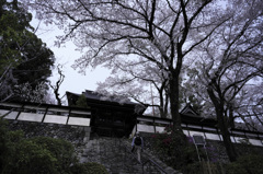 美し山門