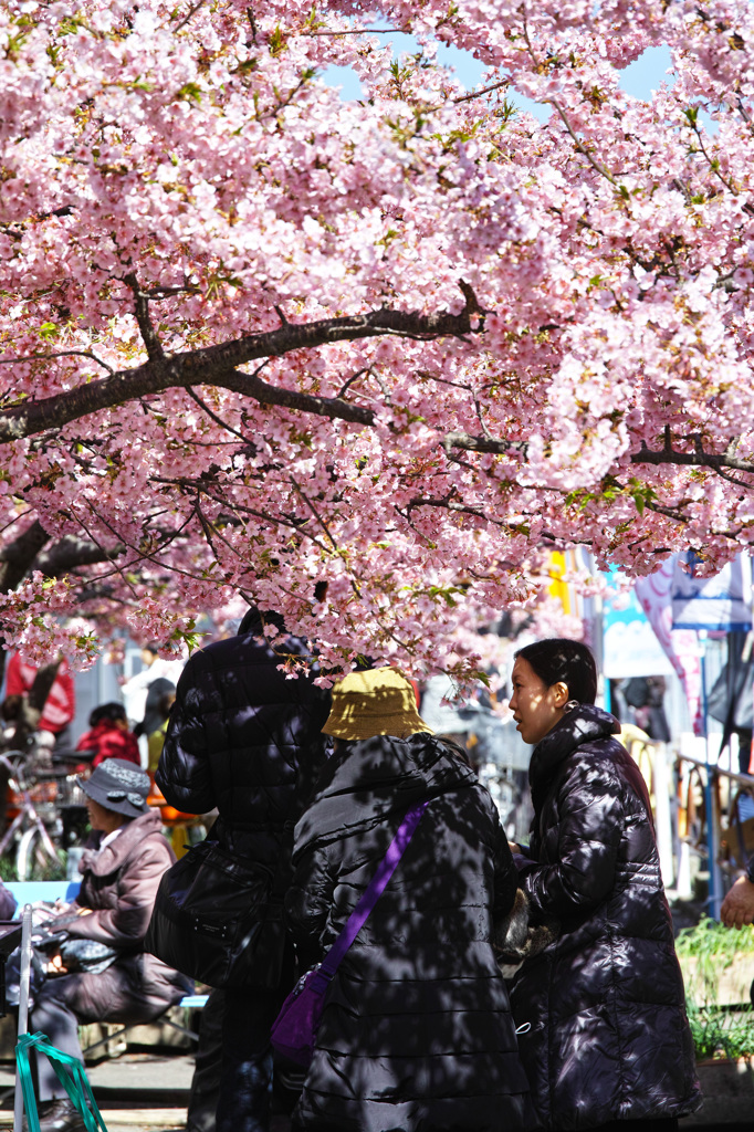 桜スクリーン