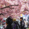桜スクリーン