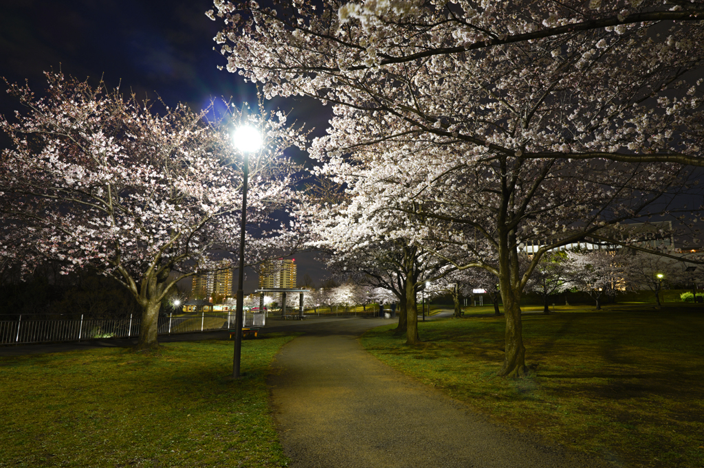 夜も咲く