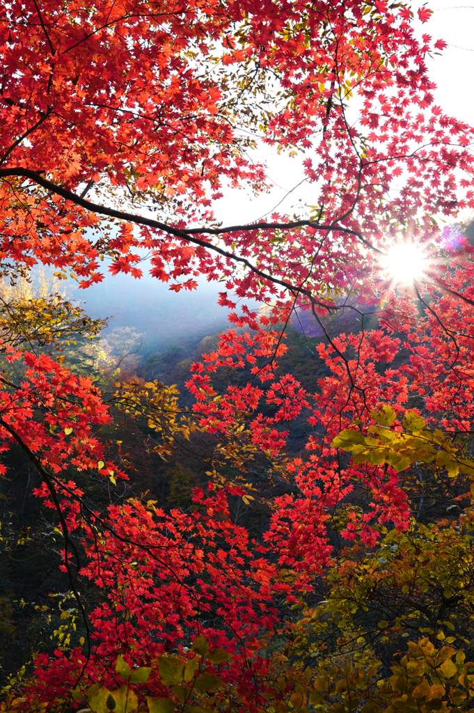 山入端