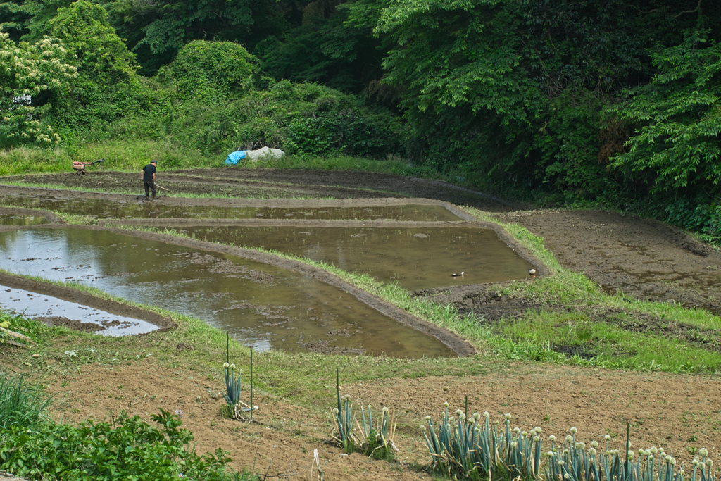 田カモ