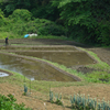 田カモ