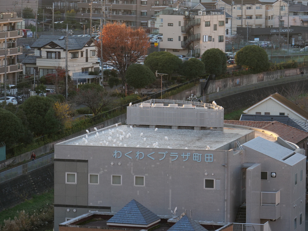 サギのアジト発見！