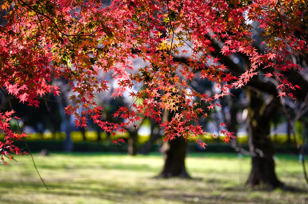 紅葉が始まりました