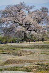 水田だったら・・・