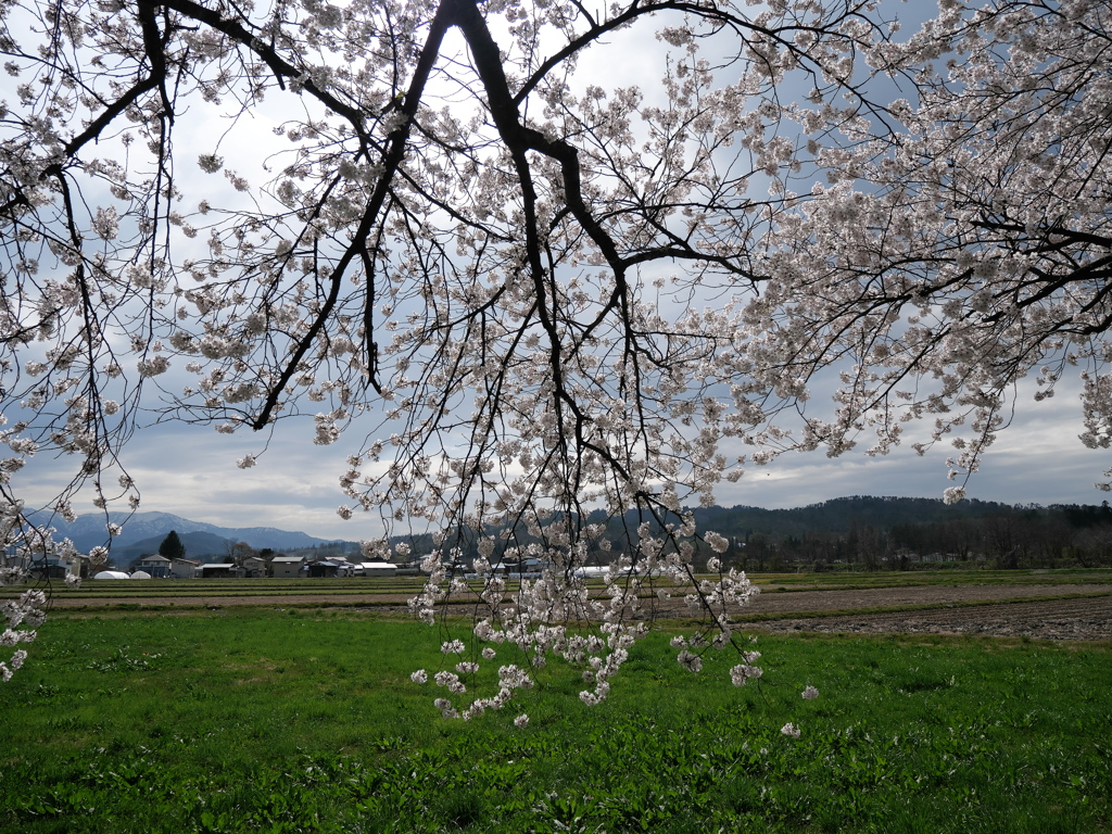 美男桜