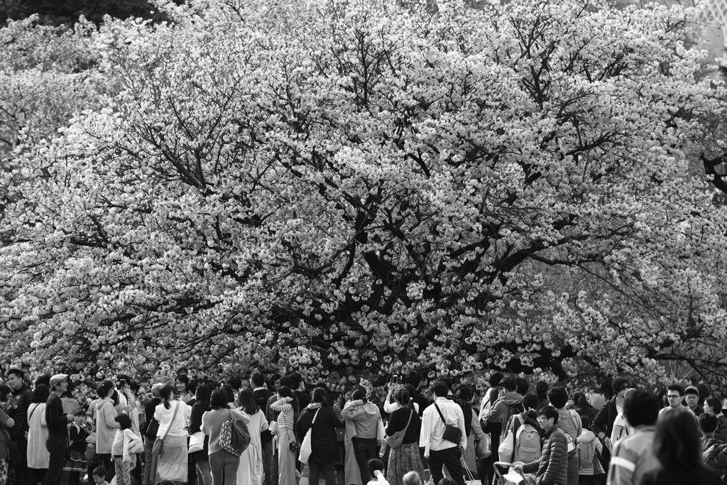 大きな桜多くの人
