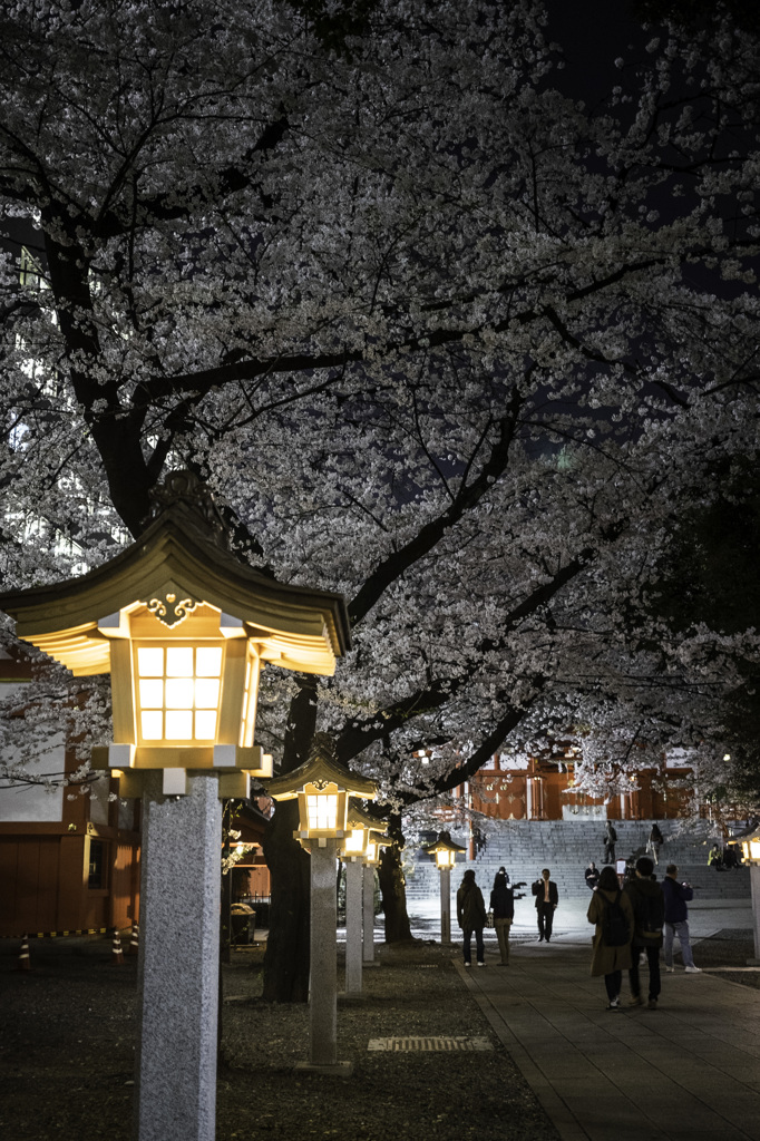 今夜は賑やか