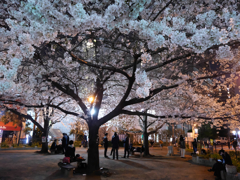 ちょっとした花見園