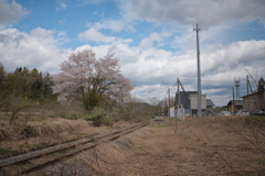 手ノ子桜