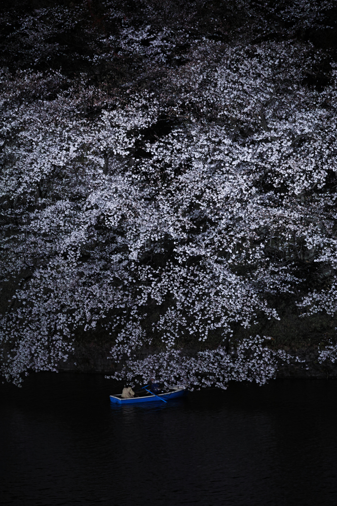 夜桜シェード