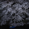 夜桜シェード