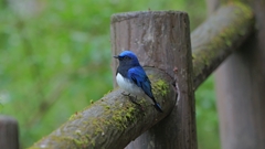 青い鳥