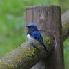 青い鳥