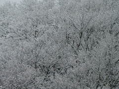 東京だから価値がある